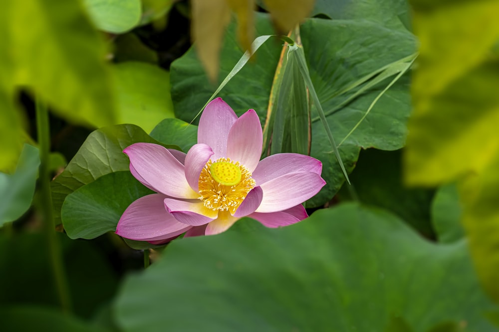 pink and yellow flower in tilt shift lens