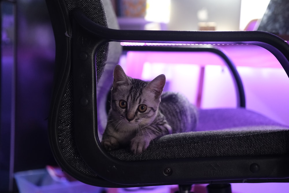 silver tabby cat in car
