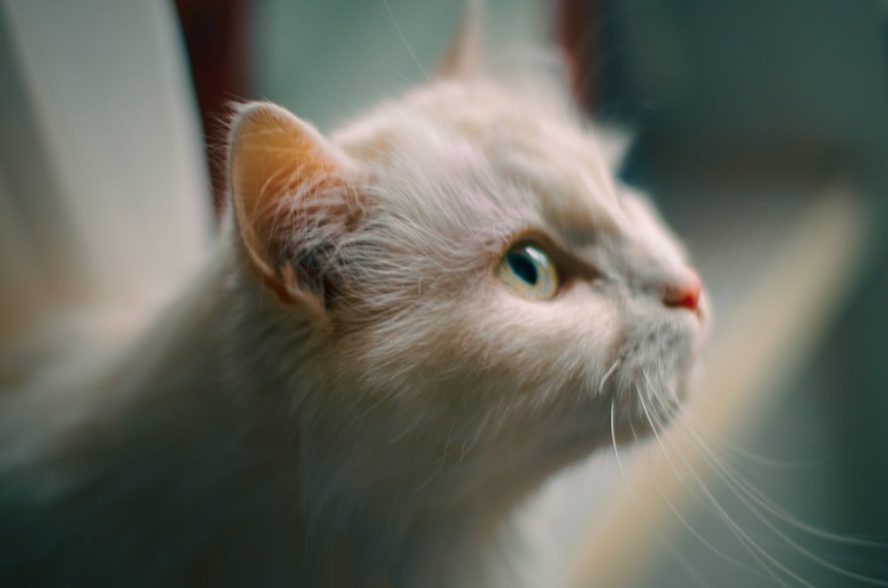 white long fur cat in close up photography