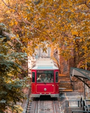 red and white train in the middle of the forest