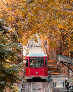 red and white train in the middle of the forest
