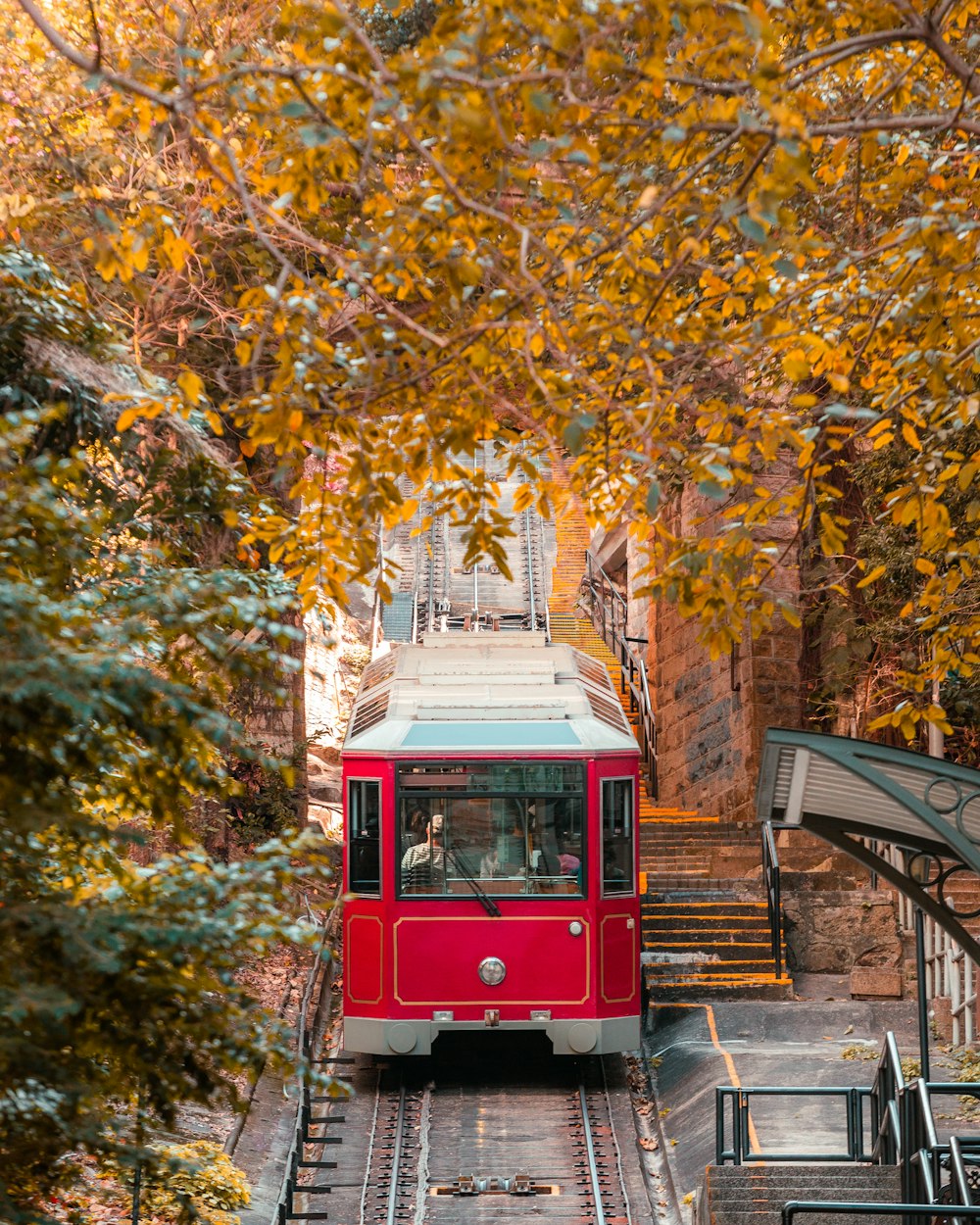 red and white train in the middle of the forest