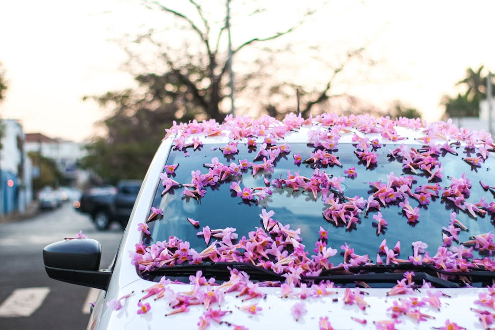 pink cherry blossom tree in front of white car during daytime