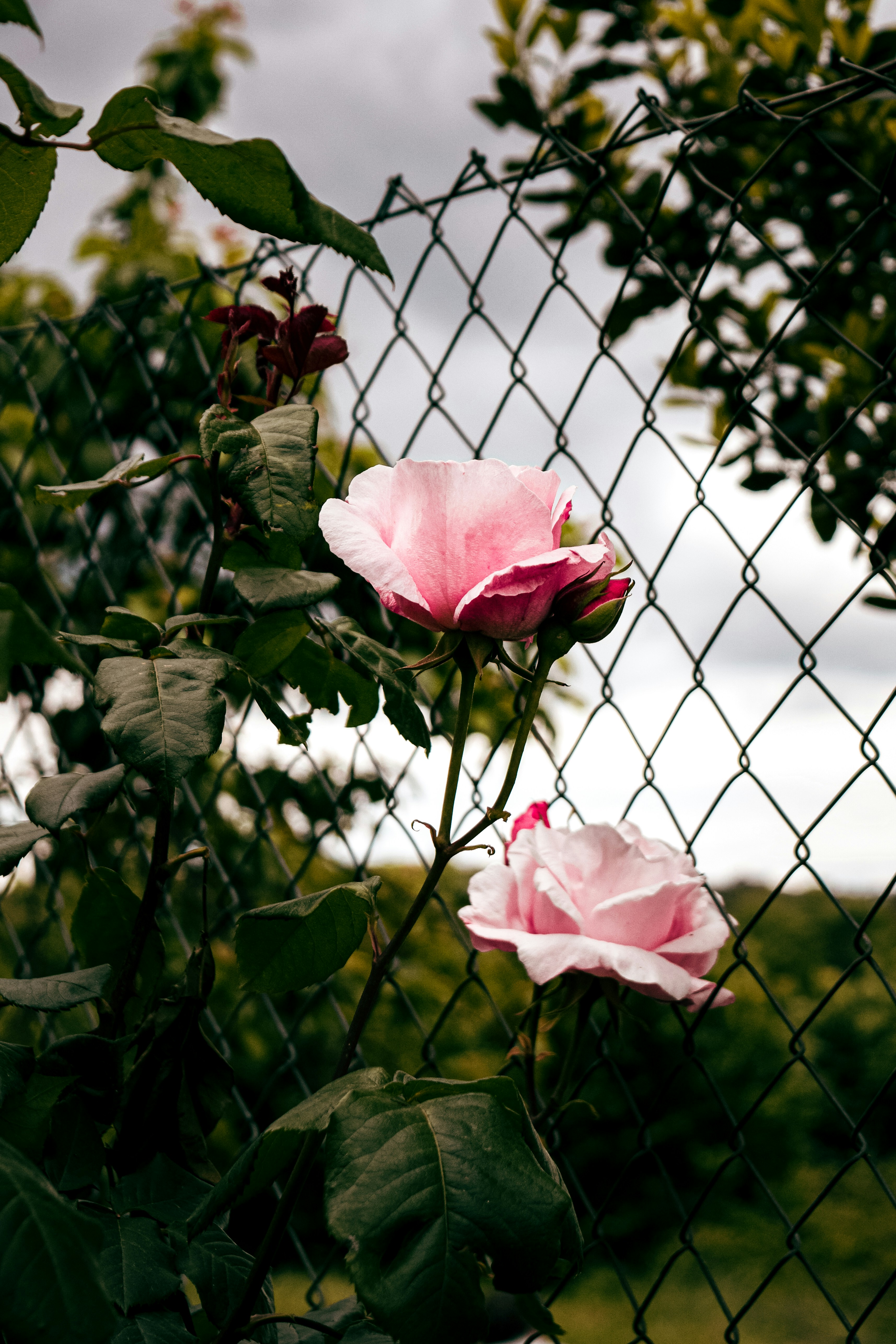 pink rose in bloom during daytime