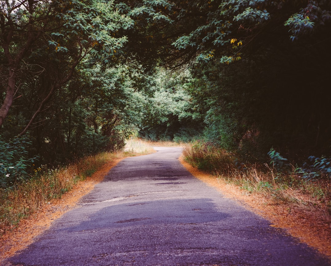 gray asphalt road between green trees during daytime