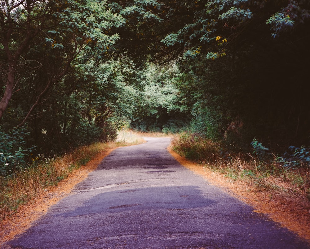 gray asphalt road between green trees during daytime