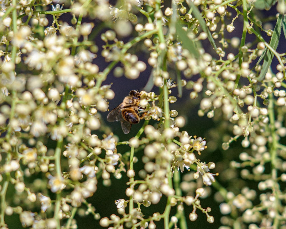 black and yellow bee on white flower