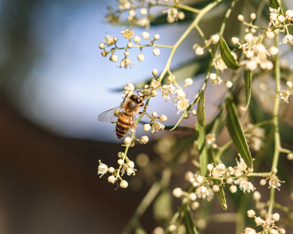 brown and black bee on white flower