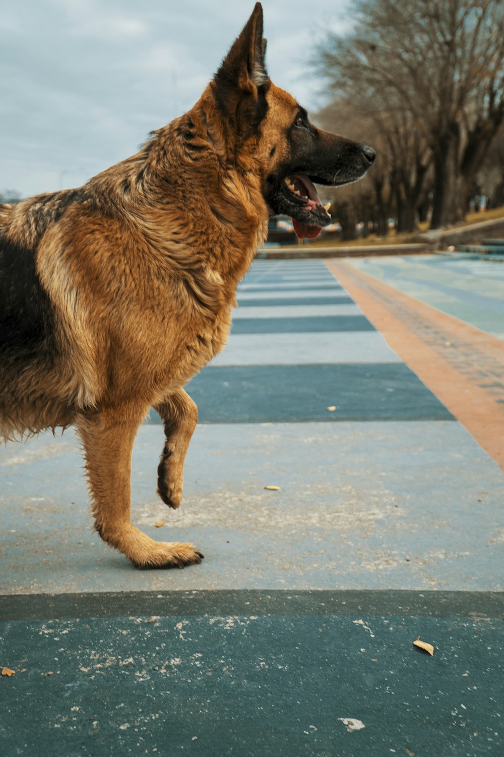 brown and black german shepherd jumping on blue and white concrete floor during daytime