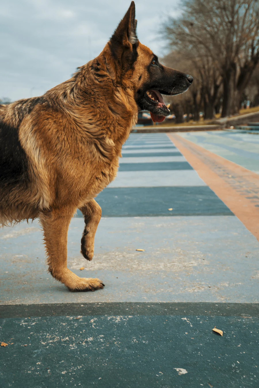 German shepherd working at speed