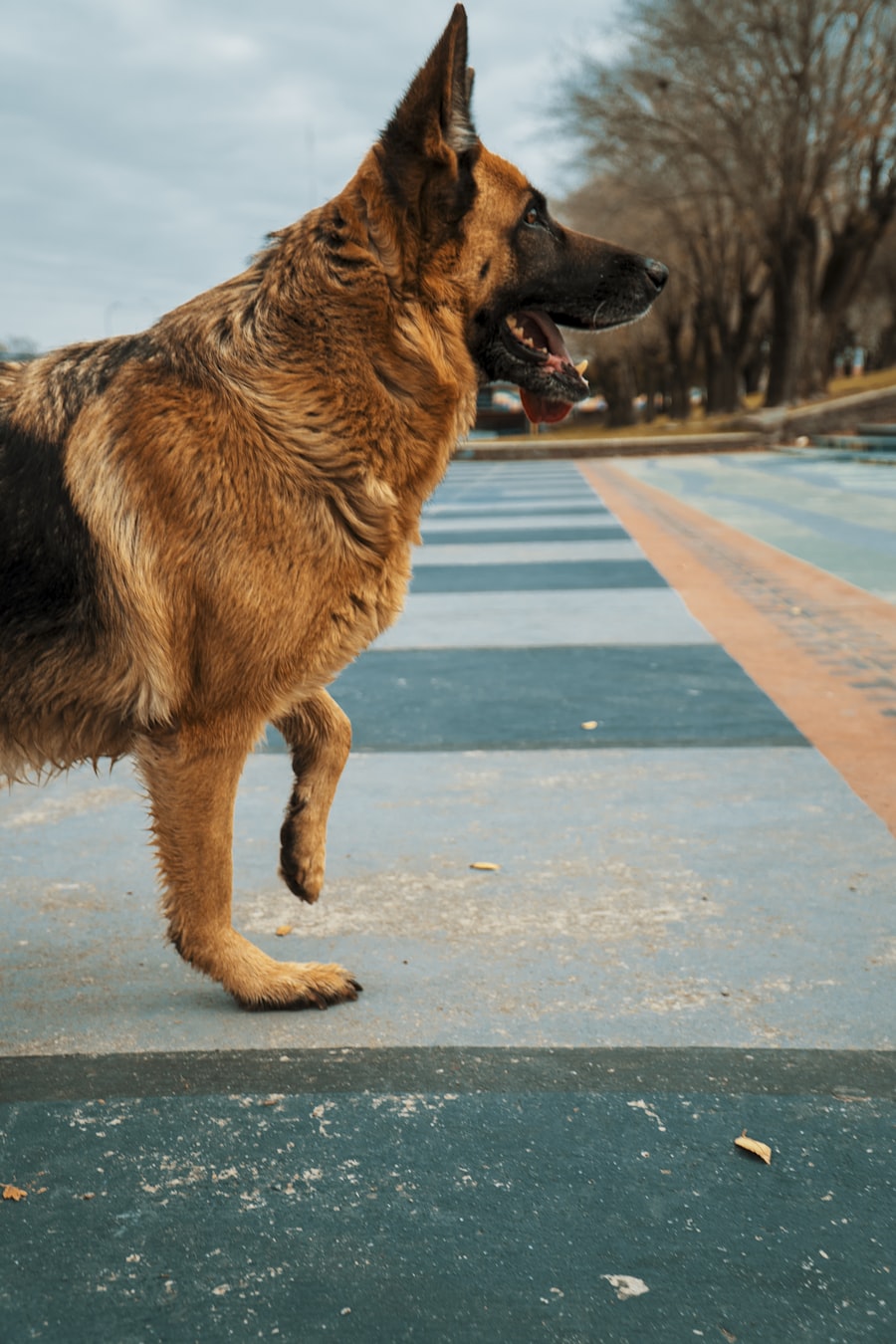 Handler in formal obedience heel position with a focused dog sitting at their left side