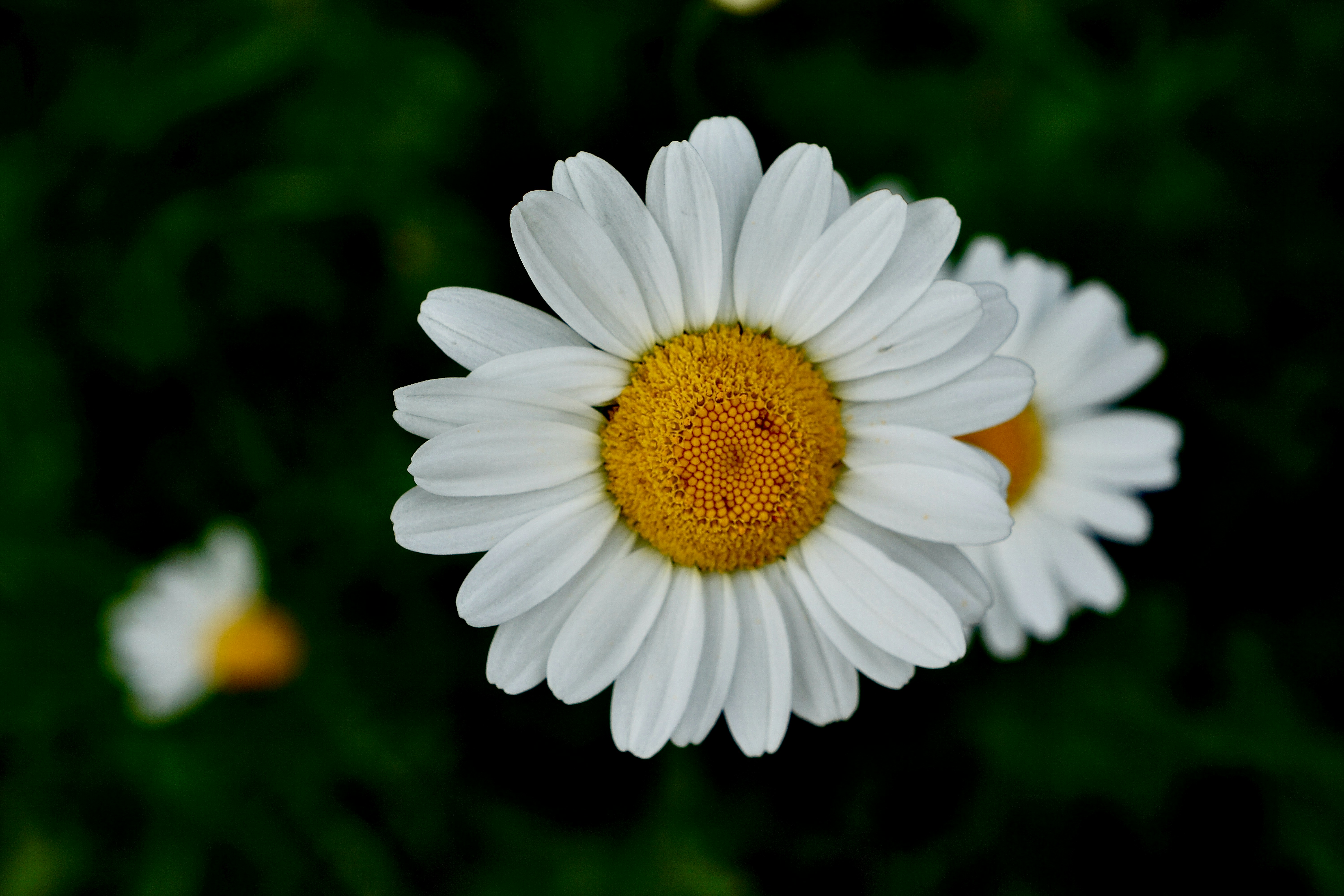 Photo by peterburdon