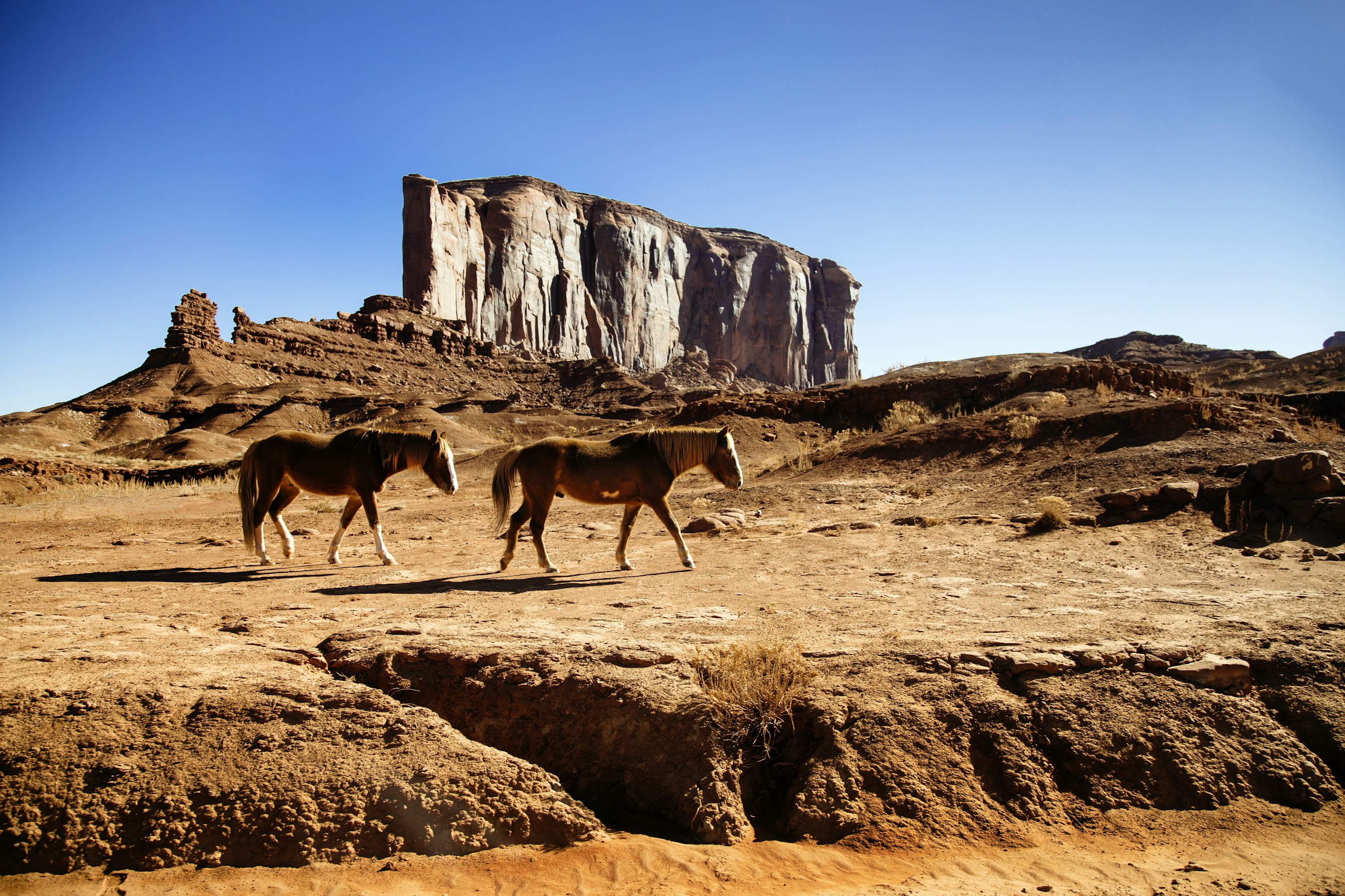 Wild Horses Benefiting From Dr. Jane Goodall’s Leadership and Work