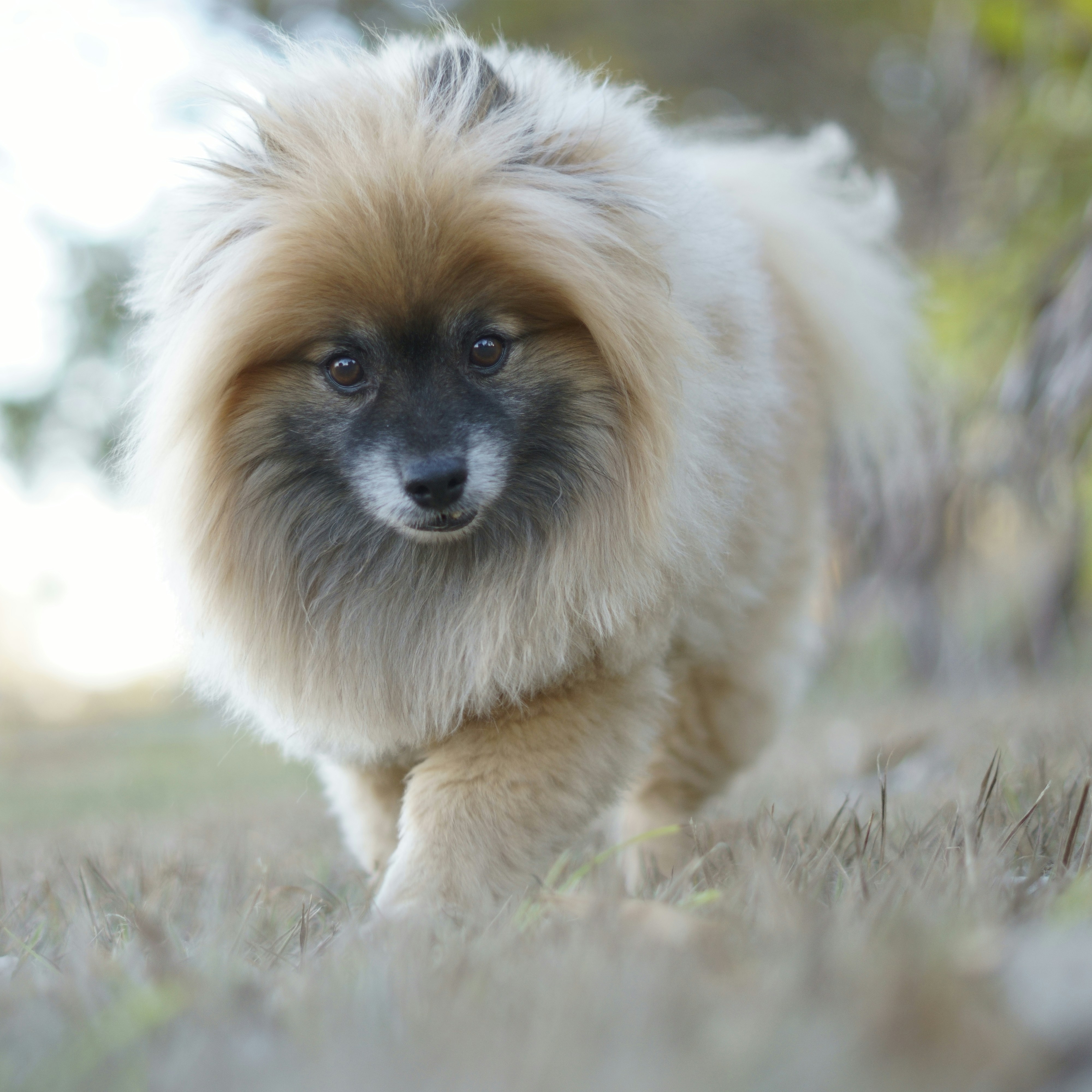 23. Pomeranians: The Fluffy Confidence Boosters (image credits: unsplash)