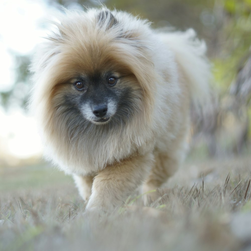 brown pomeranian on green grass during daytime