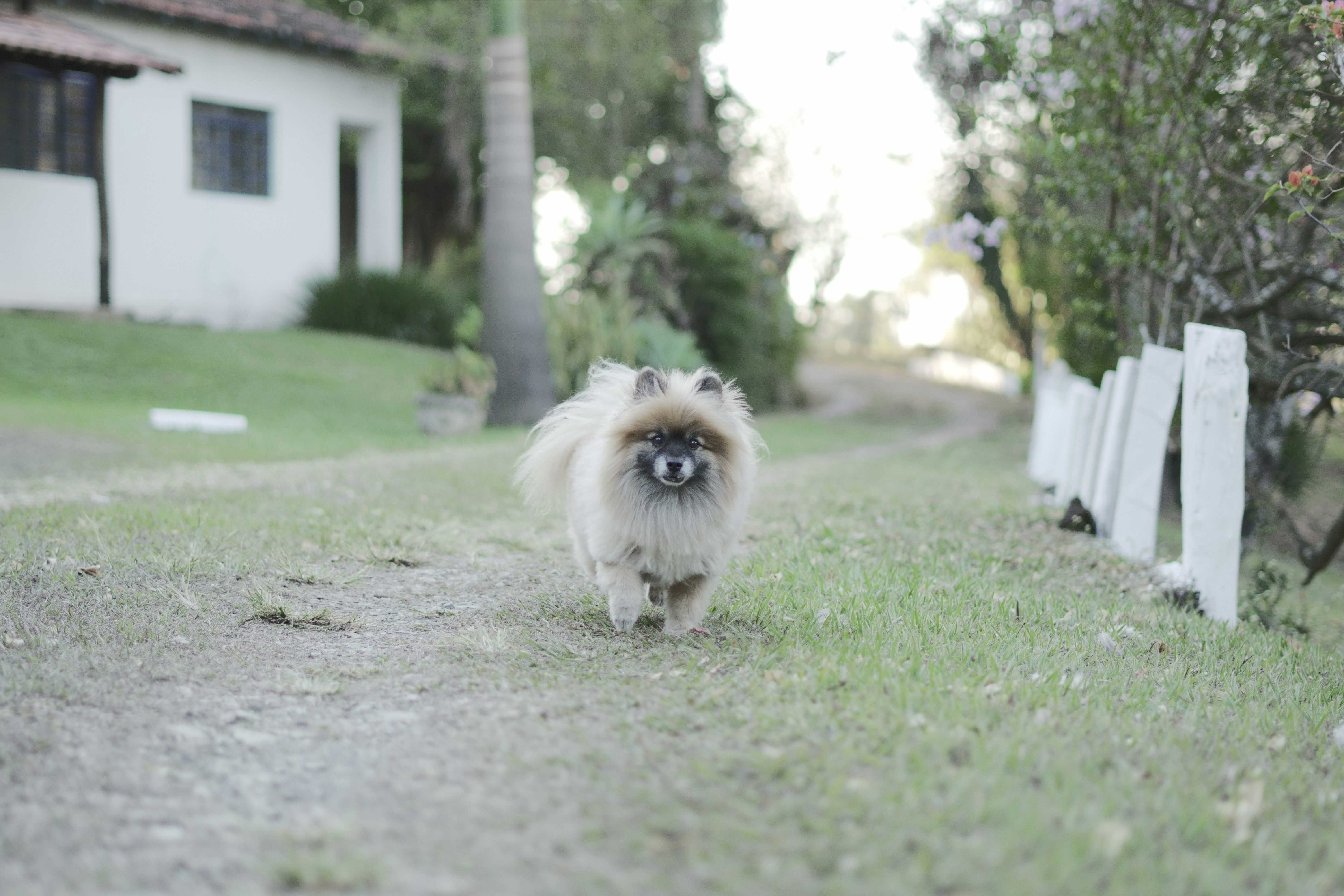 brown long coated small dog on green grass field during daytime