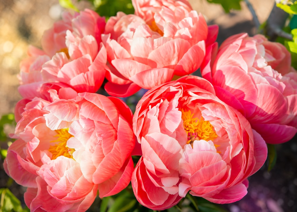 Rosa und weiße Blume in Nahaufnahmen