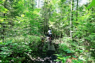 Cyclist riding along a sunlit forest trail winding through vibrant green trees.