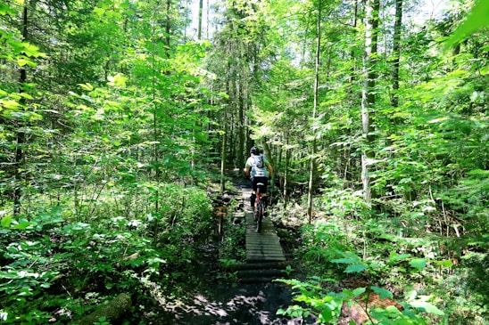 Cyclist riding along a sunlit forest trail winding through vibrant green trees.