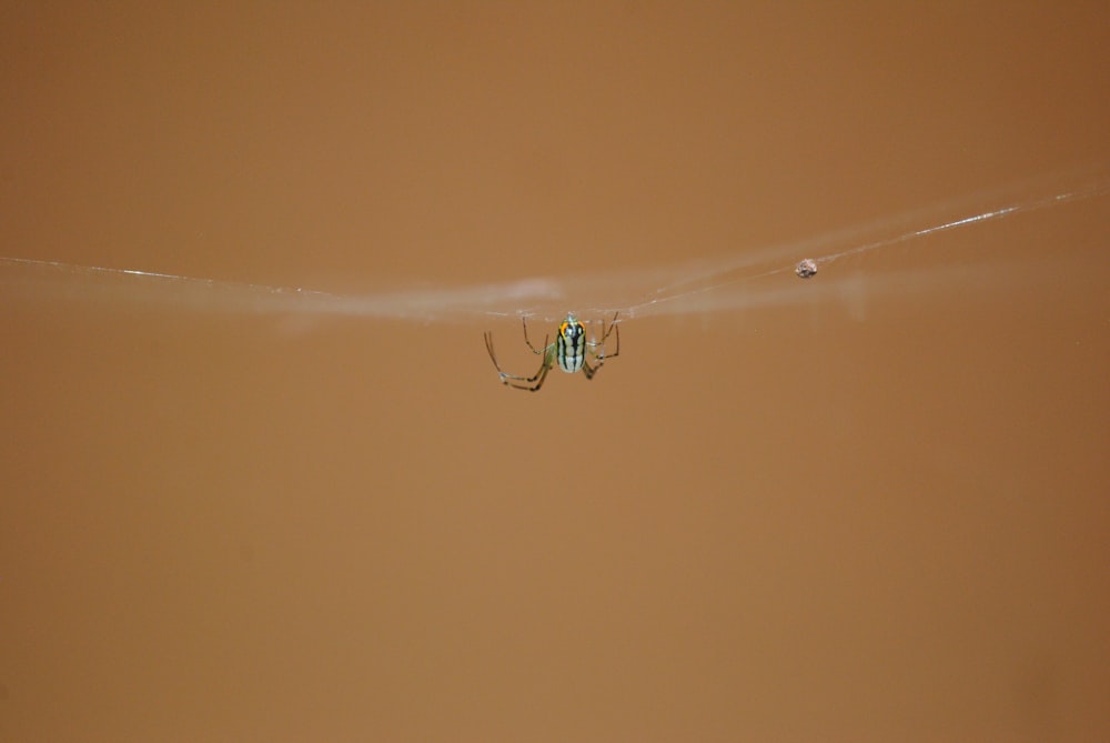 white and black spider on web