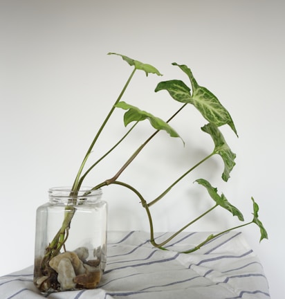 A clear glass jar filled with fresh giloy stems against a backdrop of green foliage.
