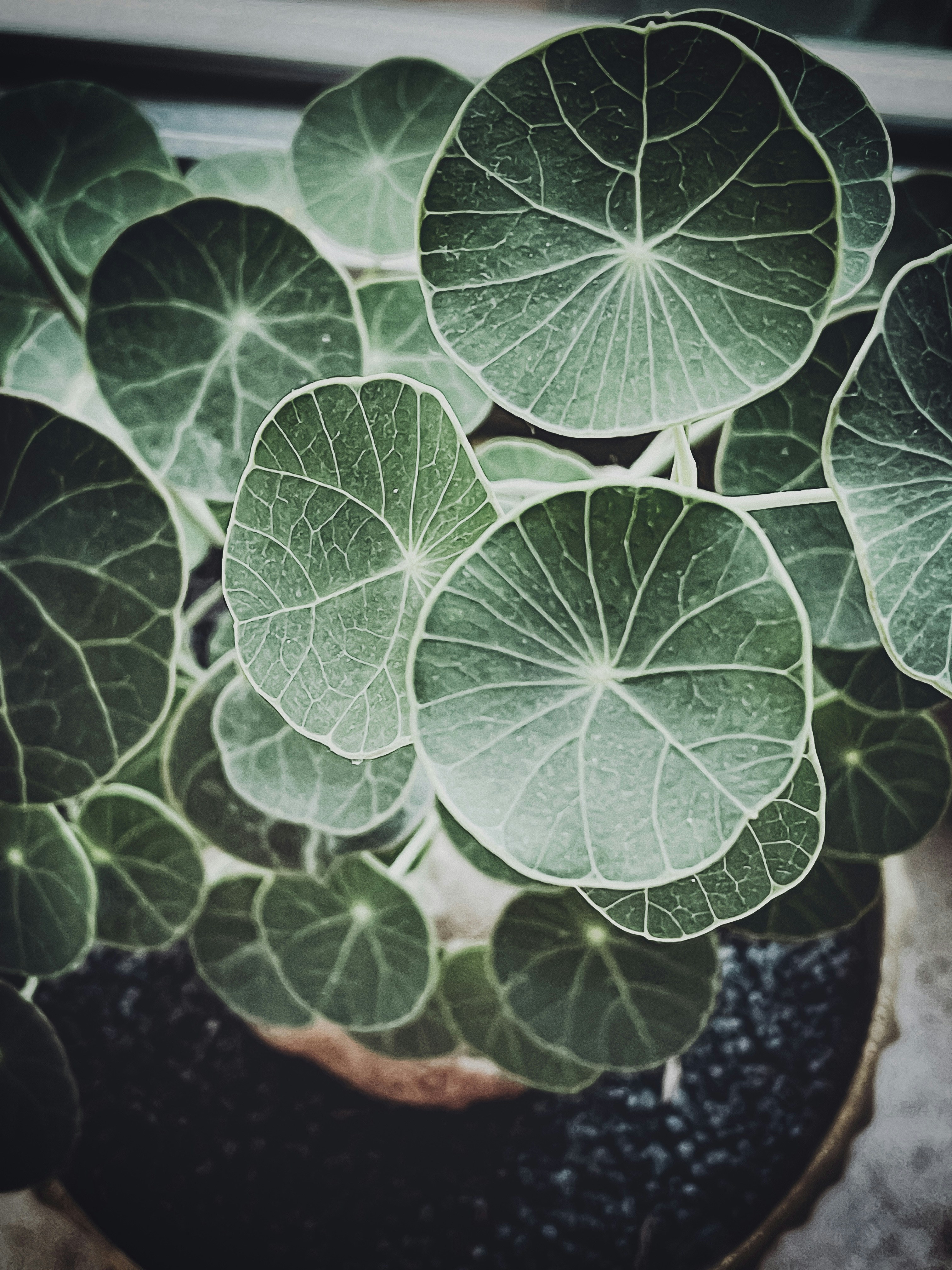 Foto planta de hojas verdes y blancas Imagen Hoja gratis en Unsplash