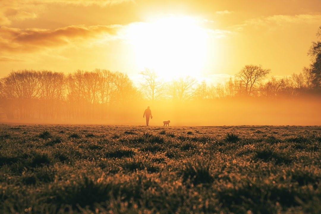 silhouette of dog on grass field during sunset