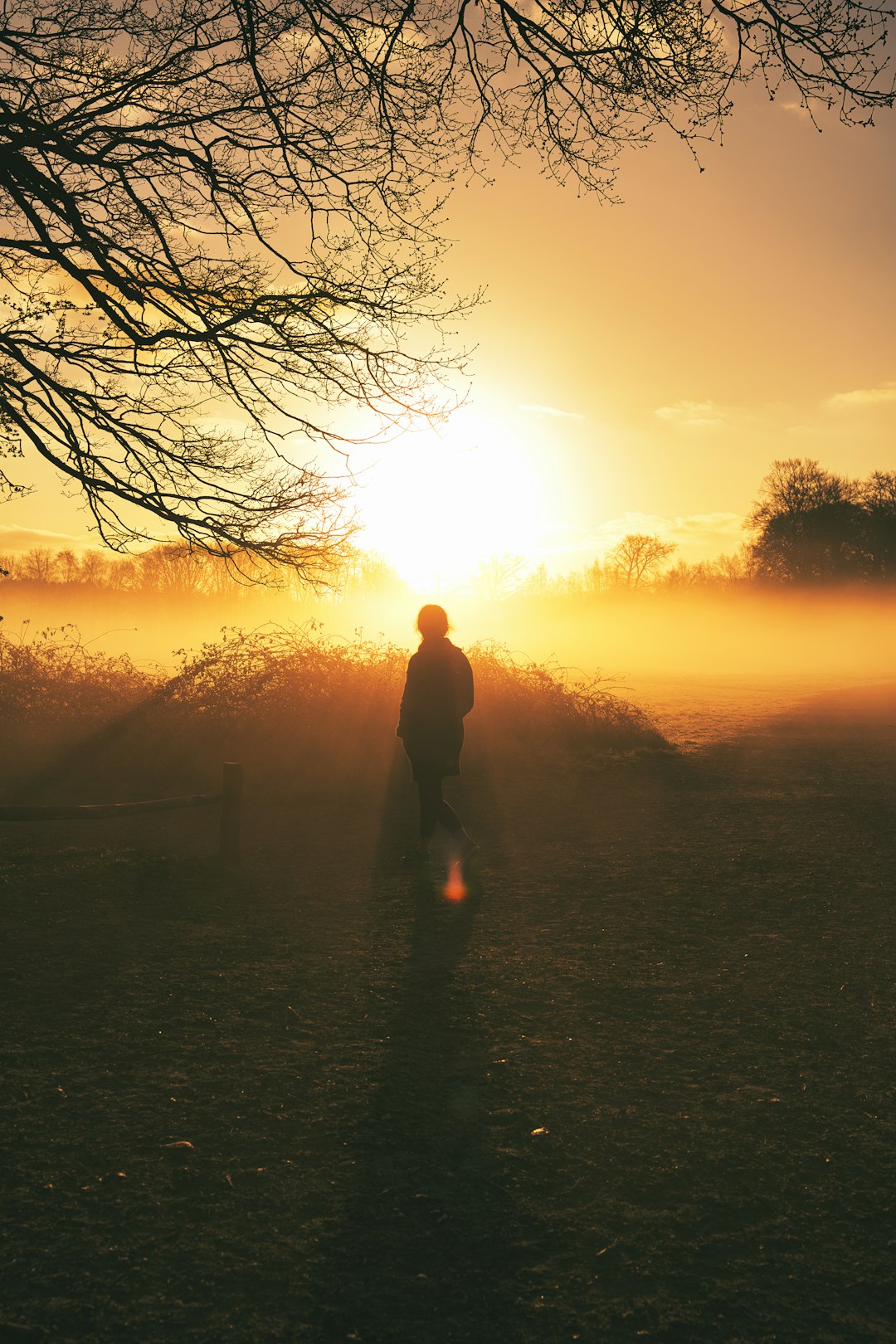 silhouette of man standing near bare tree during sunset