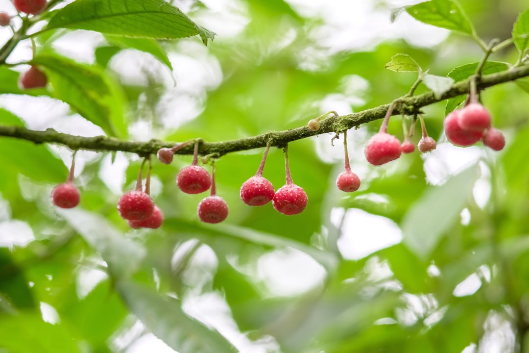 red round fruits on tree during daytime