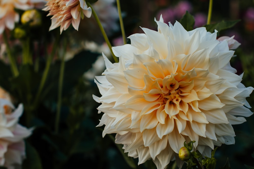 white flower in tilt shift lens