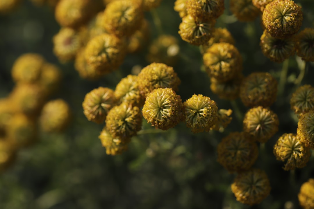 brown pine cone in close up photography