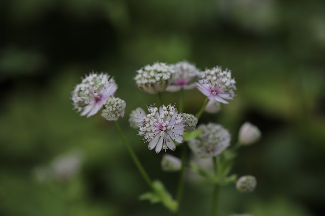 purple and white flower in tilt shift lens