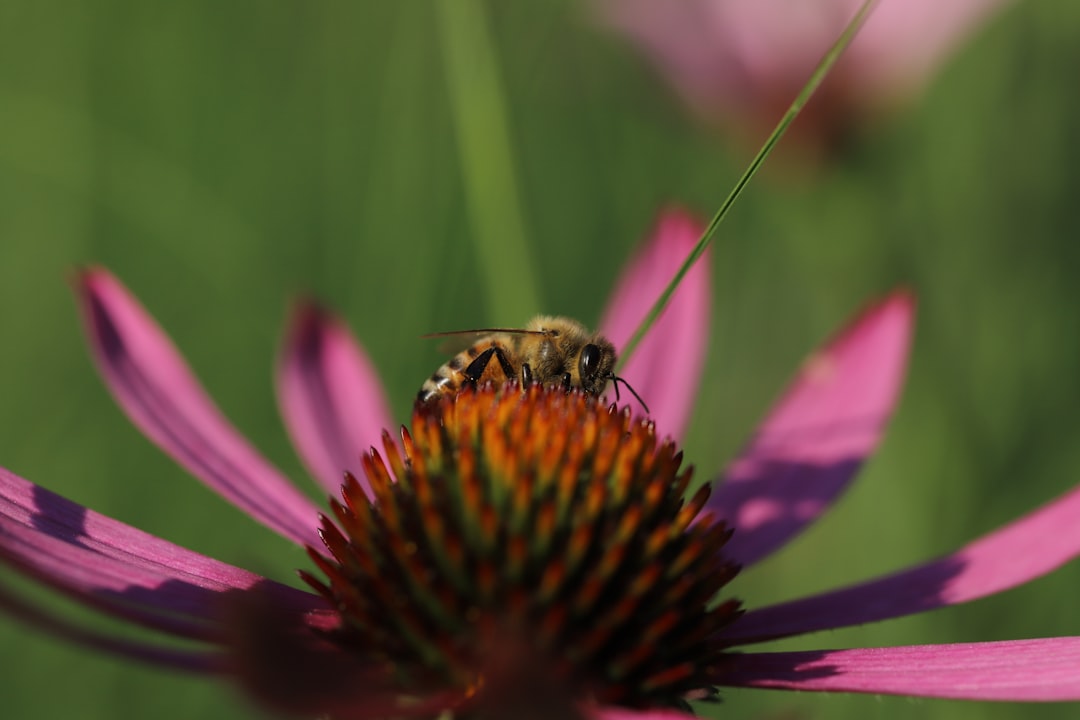 black and yellow bee on purple flower