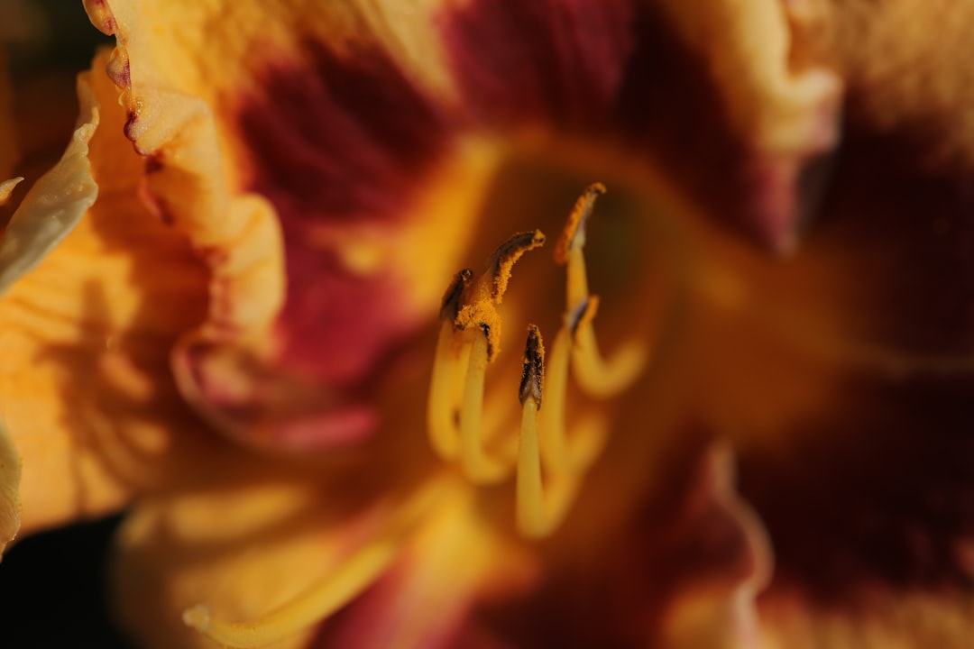 yellow and pink flower in macro photography