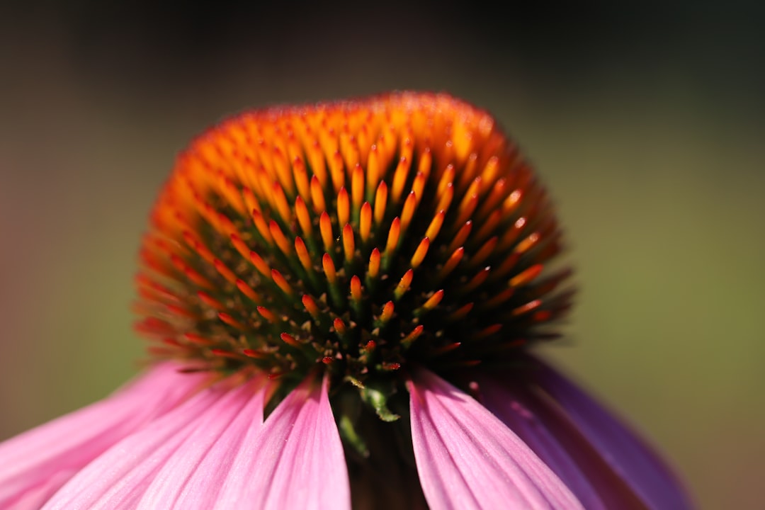 pink and yellow flower in macro photography