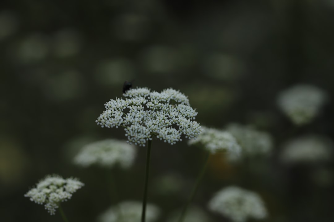 white flower in tilt shift lens