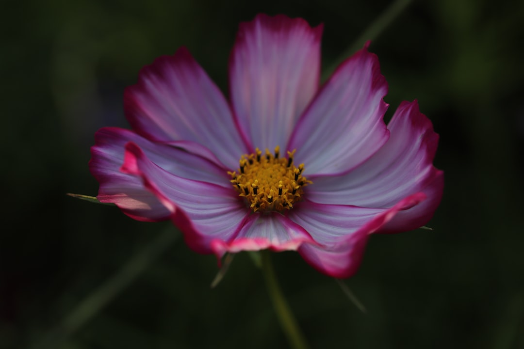 pink flower in tilt shift lens