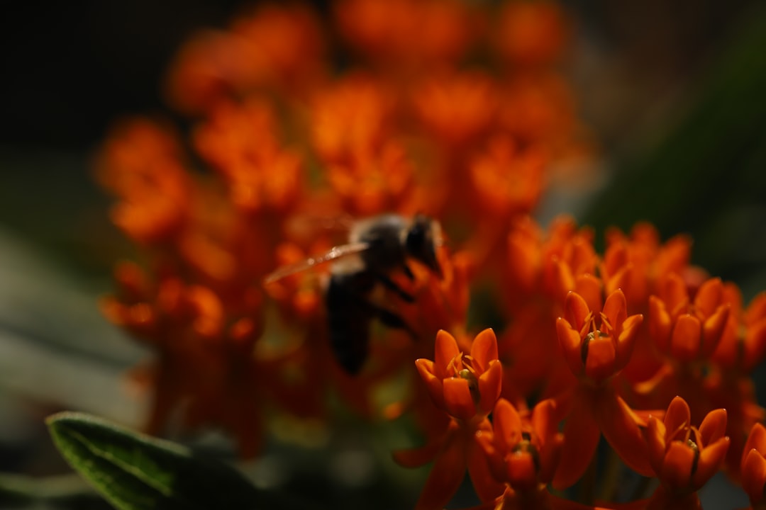 black and yellow bee on orange flower