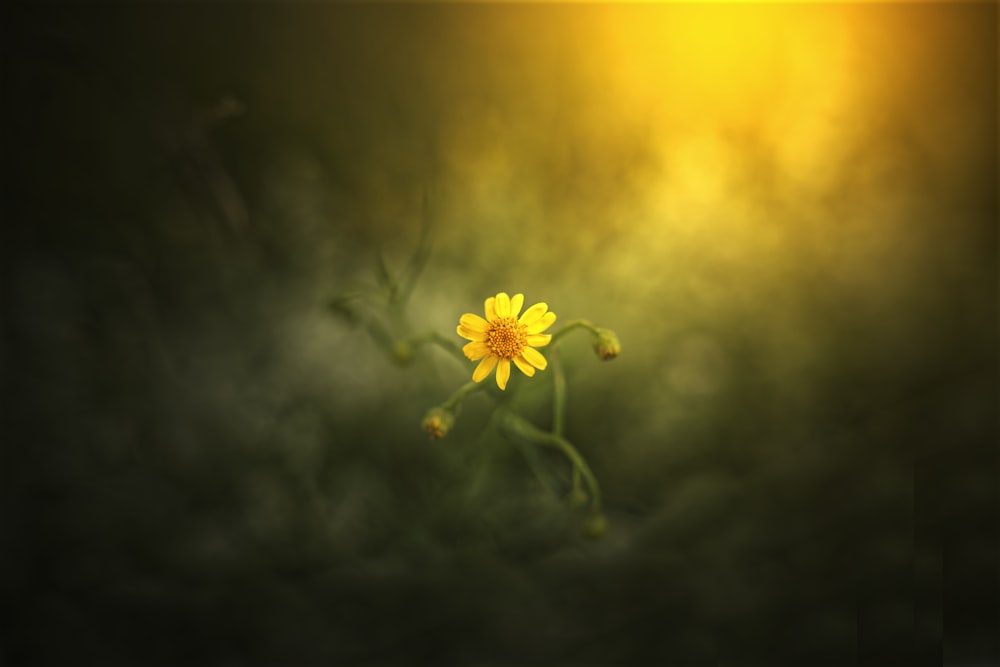 yellow flower in tilt shift lens