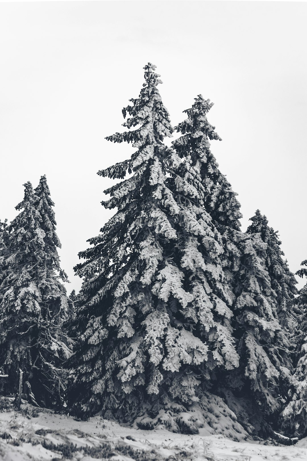 grayscale photo of pine tree covered with snow