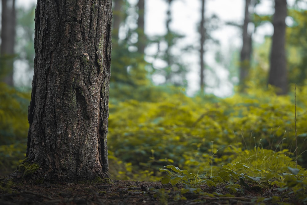 brown tree trunk with green leaves