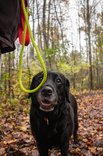 Close-up of a durable verdantpaw leash clipped securely to a dog's collar against a forest backdrop.