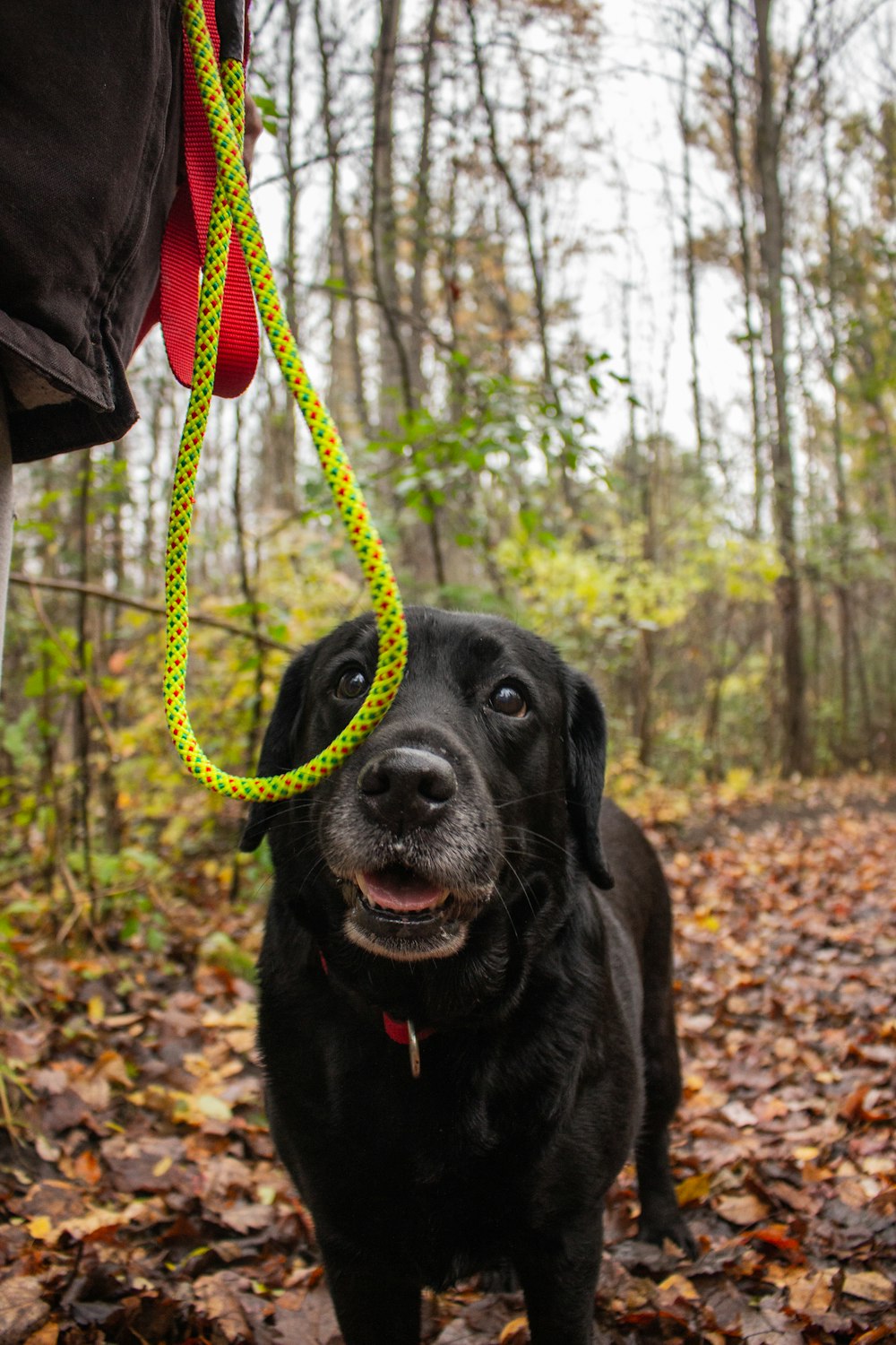black labrador retriever with brown rope on head