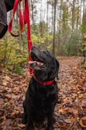 black labrador retriever sitting on dried leaves during daytime