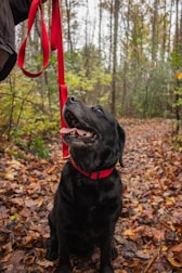 black labrador retriever sitting on dried leaves during daytime