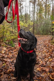 black labrador retriever sitting on dried leaves during daytime