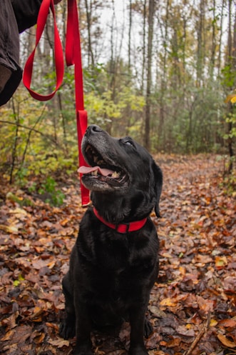 black labrador retriever sitting on dried leaves during daytime