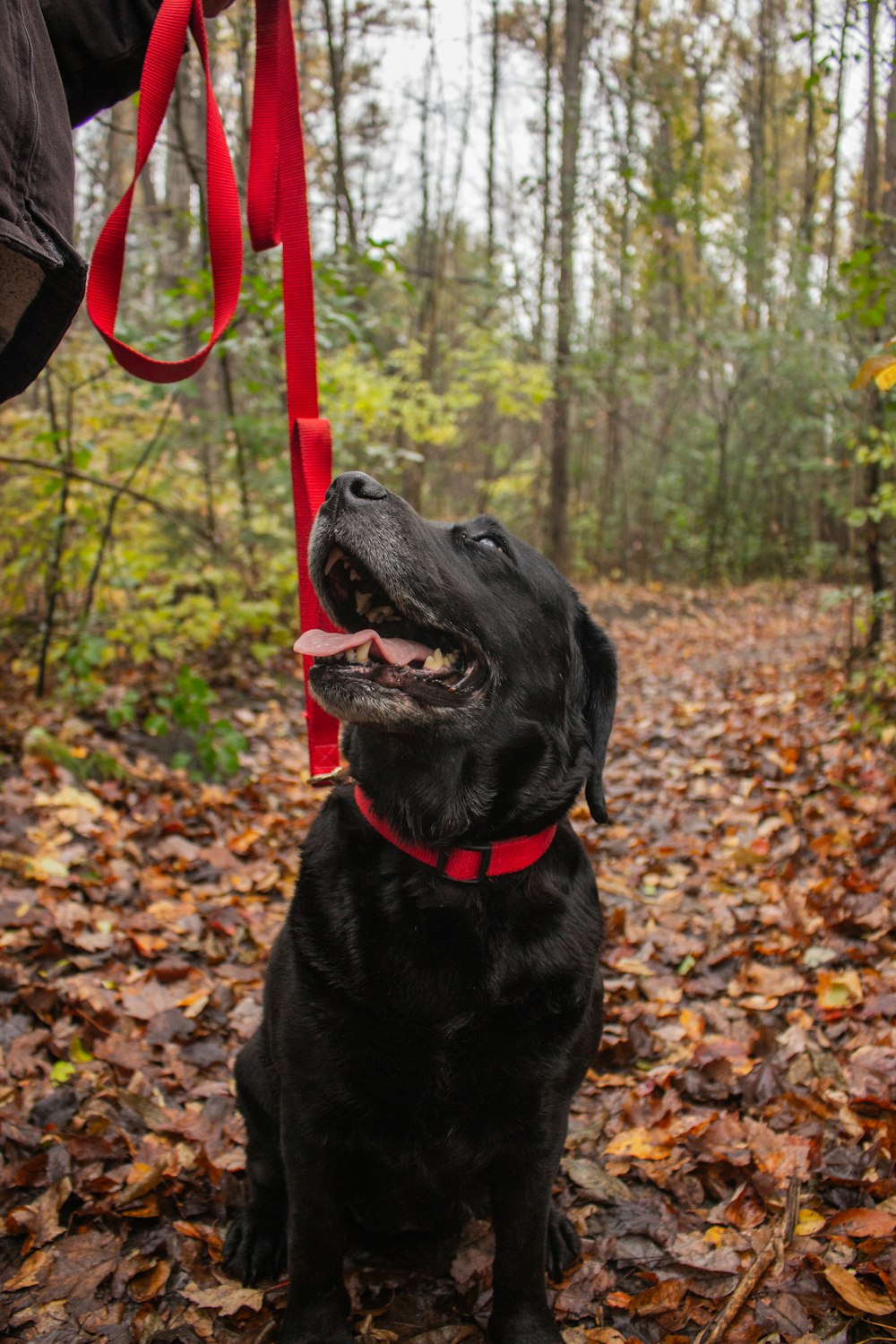 black labrador retriever sitting on dried leaves during daytime