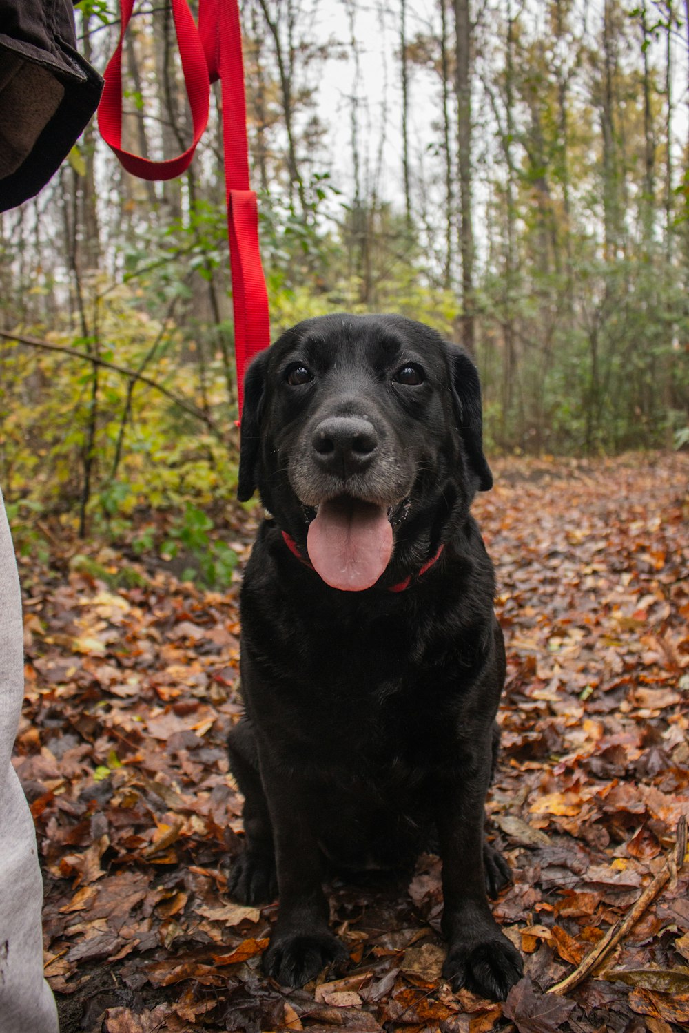 black labrador retriever sitting on dried leaves during daytime