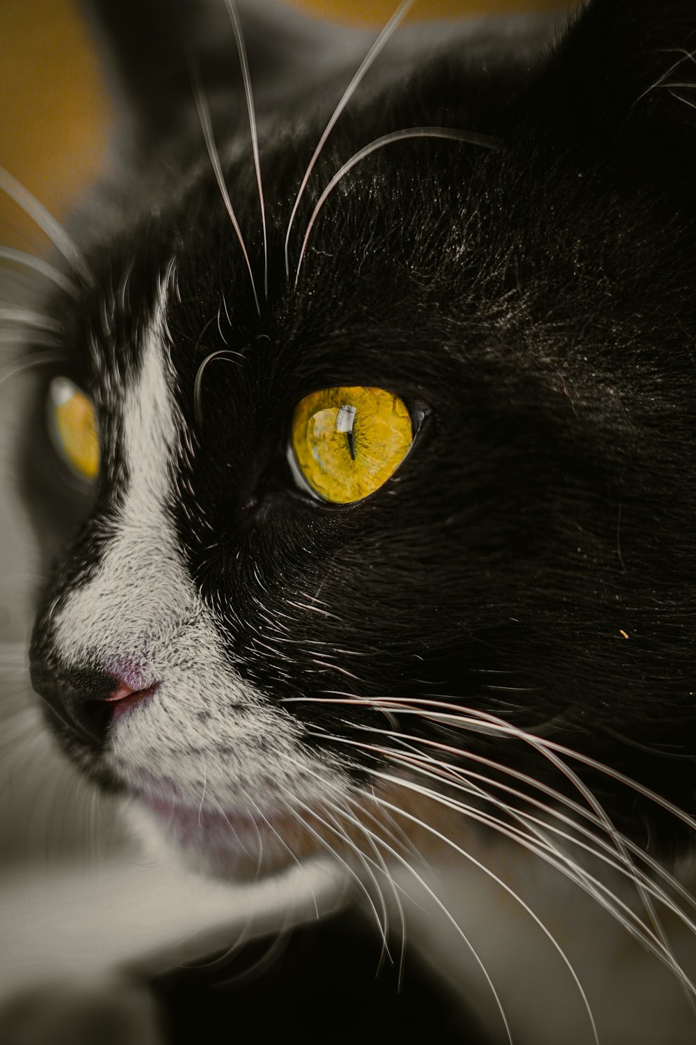 black and white cat with yellow eyes